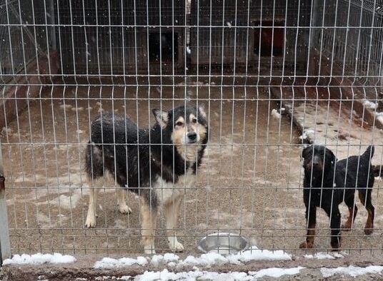 Strumień: Kochasz psy i koty? Możesz im zrobić piękny prezent na walentynki!