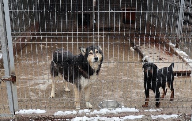 „Pełna miska dla schroniska”. Uczniowie ze Strumienia pomagają bezdomnym czworonogom