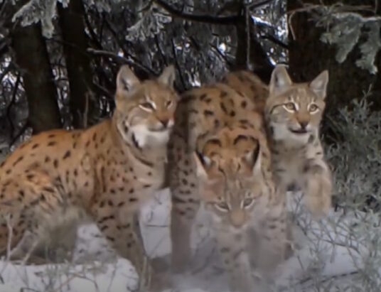 Trzy rysie w fotopułapce Babiogórskiego Parku Narodowego | WIDEO