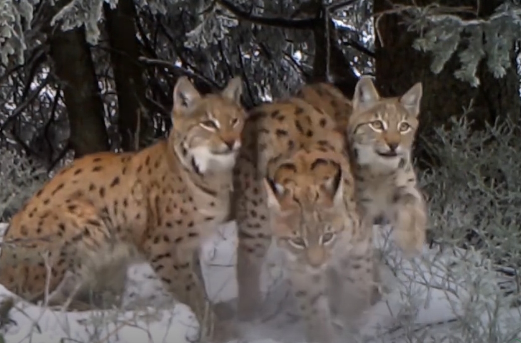 Trzy rysie w fotopułapce Babiogórskiego Parku Narodowego | WIDEO