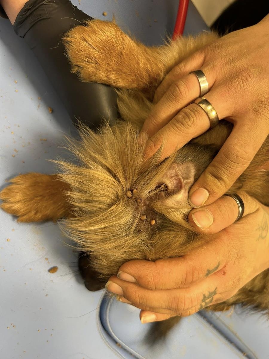 Jak zakończyła się akcja ratowania szczeniąt w Gilowicach? – ZDJĘCIA