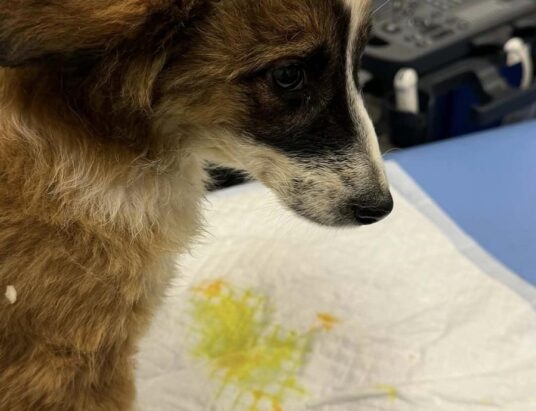 Kontrola po uratowaniu pięciu porzuconych szczeniąt w Gilowicach