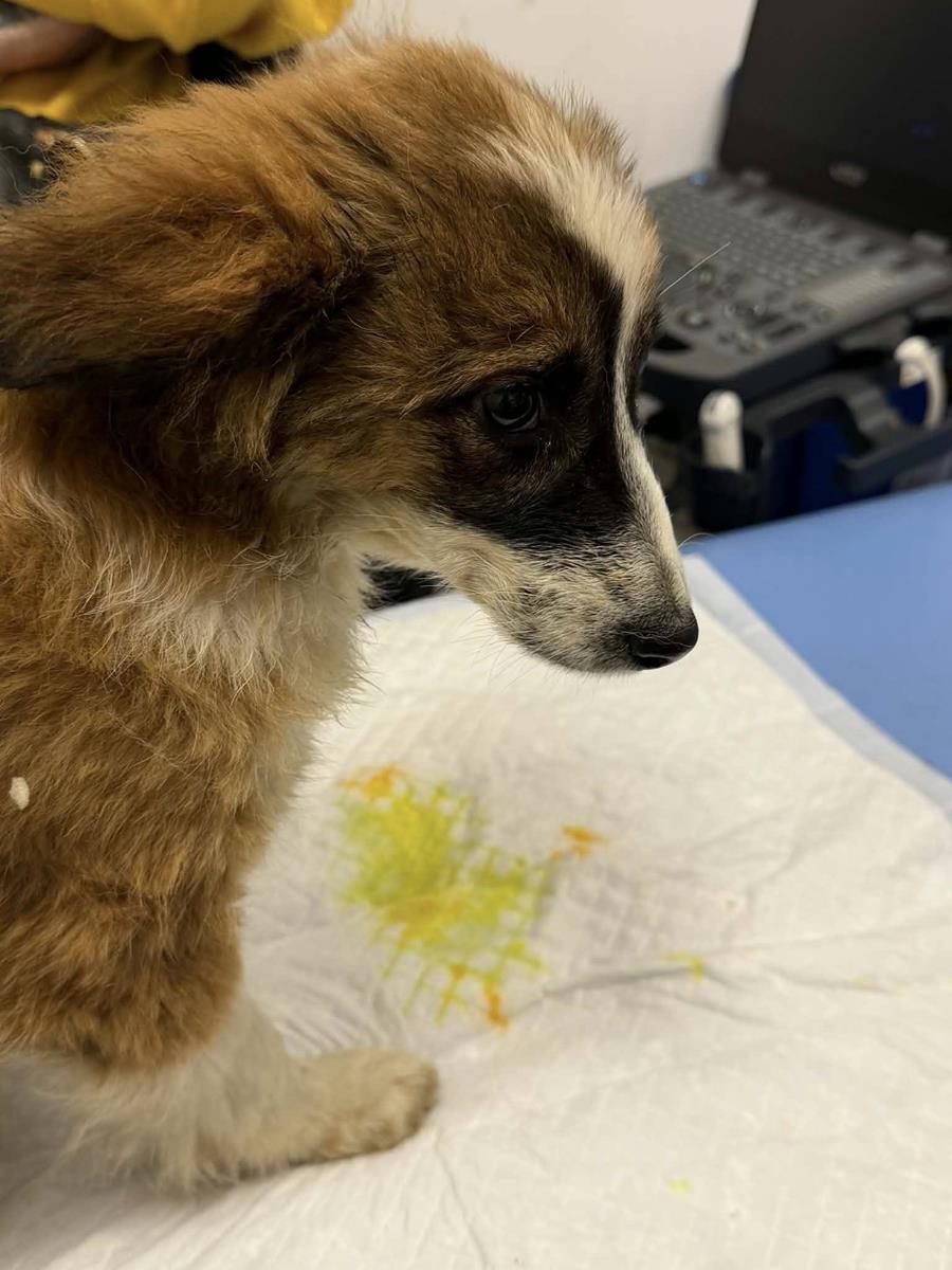 Kontrola po uratowaniu pięciu porzuconych szczeniąt w Gilowicach