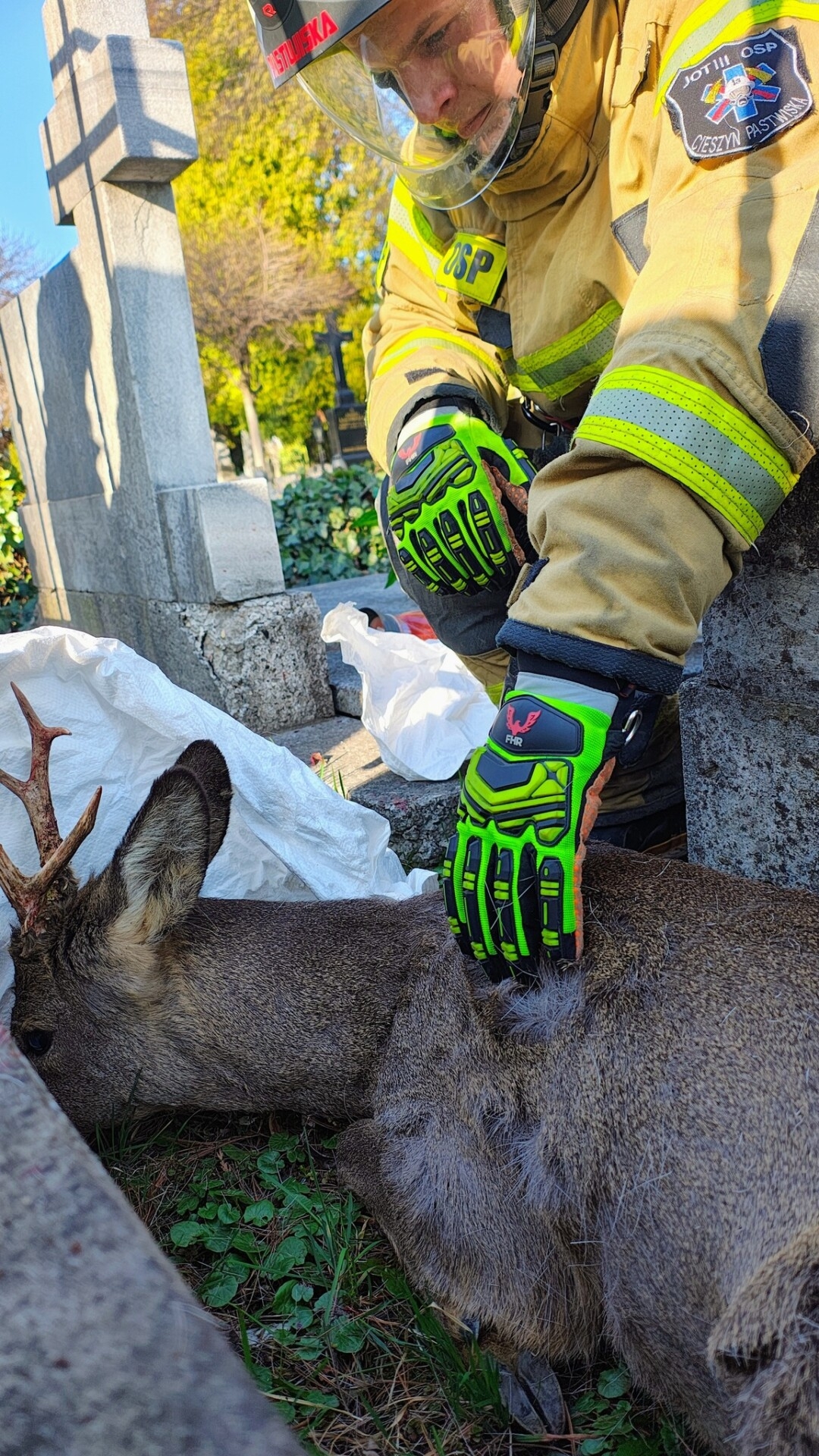 Nietypowa akcja w Cieszynie. Strażacy i strażnicy miejscy ruszyli na ratunek… sarnie