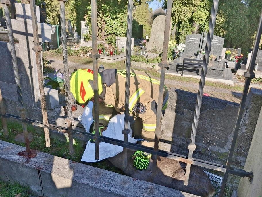 Nietypowa akcja w Cieszynie. Strażacy i strażnicy miejscy ruszyli na ratunek… sarnie