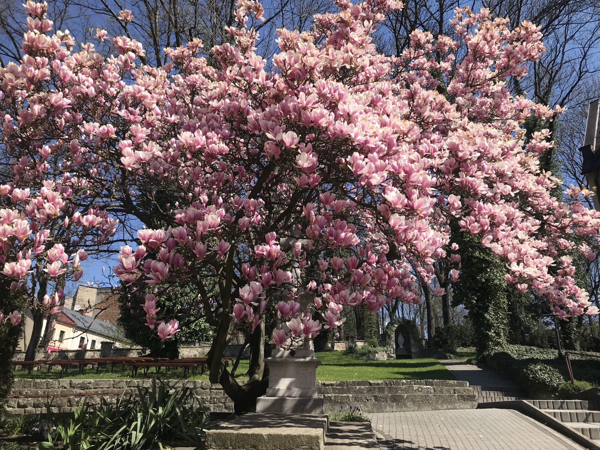 Nad Olzą wiosna rozkwita na różowo. Cieszyn zaprasza na spacer wśród kwitnących magnolii