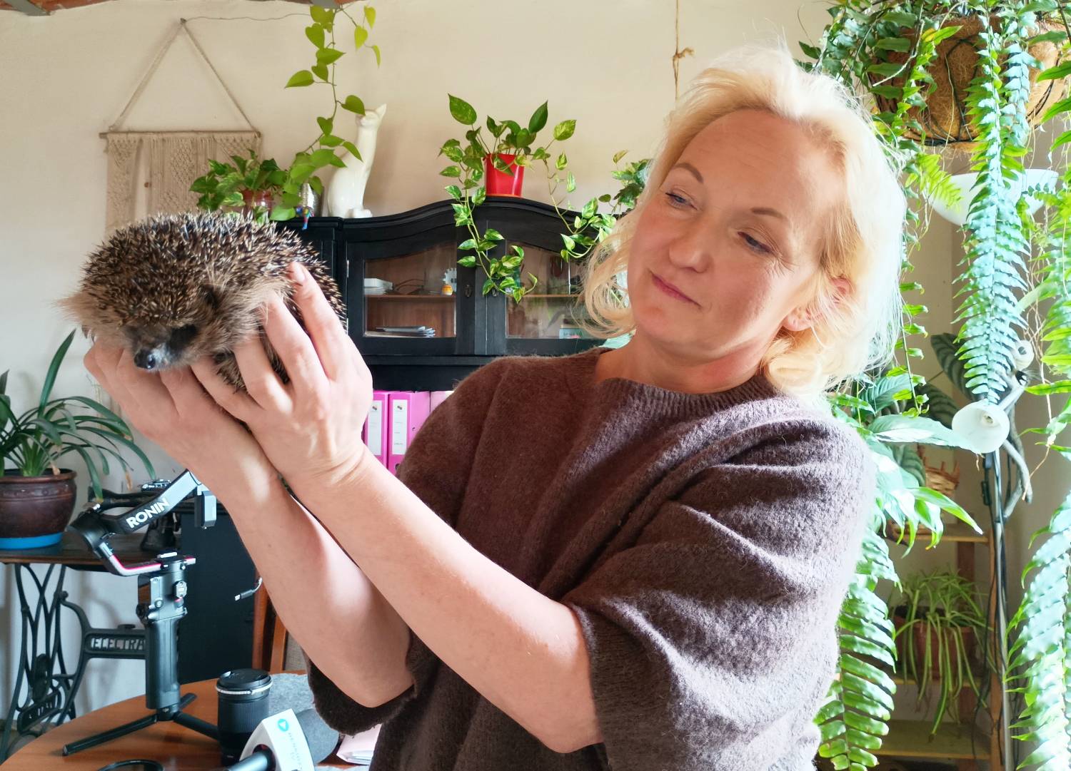 Z wizytą u opiekunki chorych jeży | WIDEO