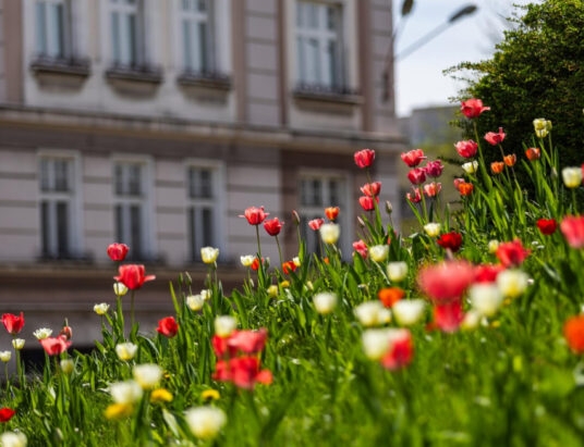 Miasto tulipanów. Dwa tysiące cebulek posadzone