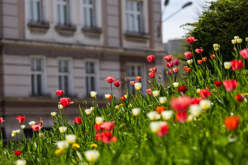 Miasto tulipanów. Dwa tysiące cebulek posadzone