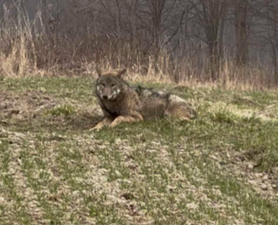 Na ratunek potrąconej wilczycy. Doznała sporych obrażeń