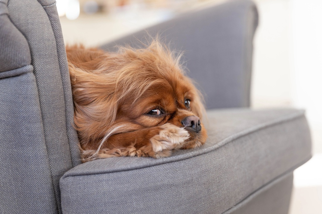 Biegunka u psa – błąd dietetyczny, stres czy inwazja pasożytów?