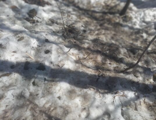 Wilki rozszarpały sarnę w Koszarawie | ZDJĘCIA