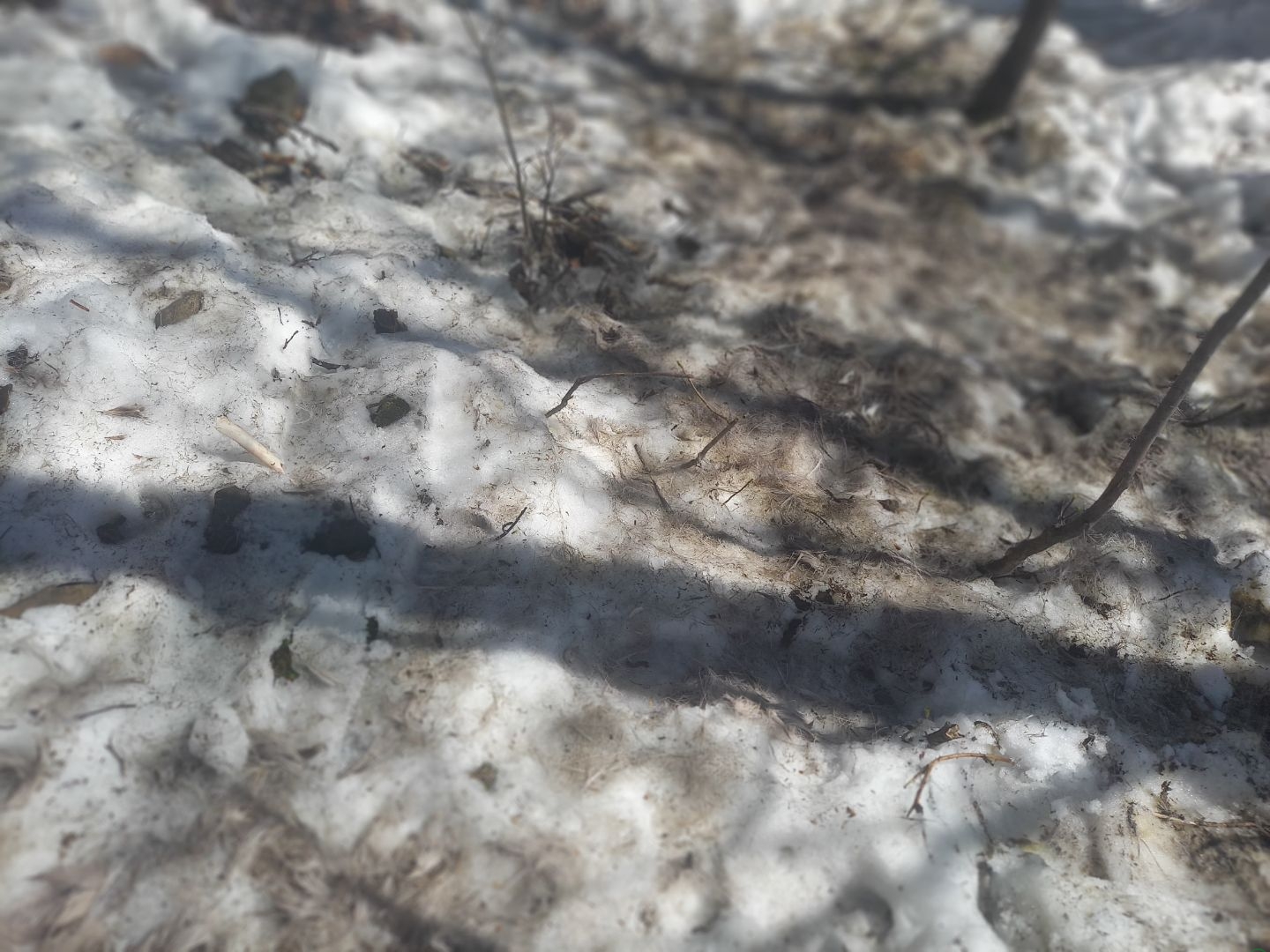 Wilki rozszarpały sarnę w Koszarawie – ZDJĘCIA