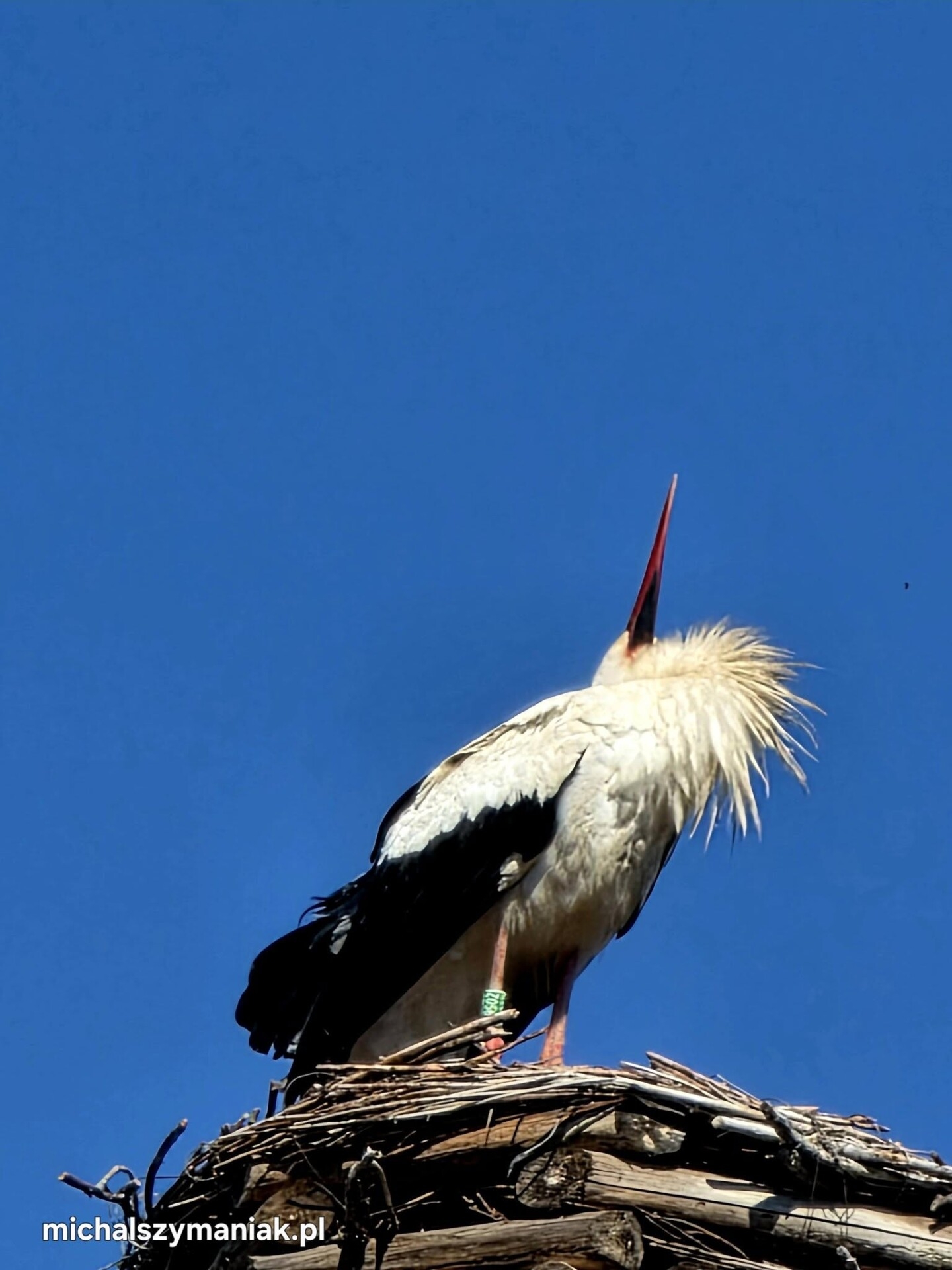 Beskidek Ligocki wrócił! Kultowy bocian znów w Ustroniu