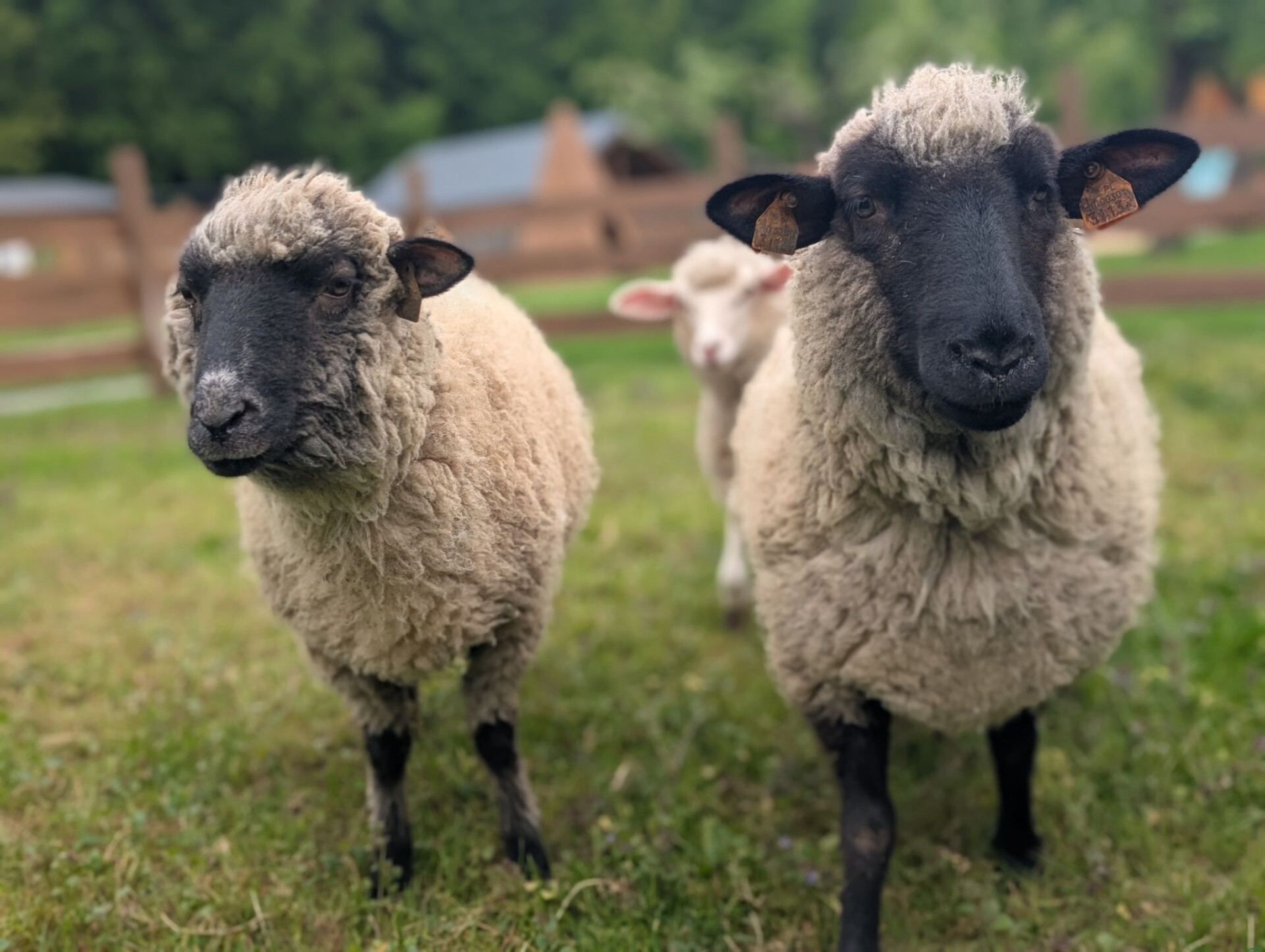 Weekend z dziećmi? To miejsce w Beskidach warto znać