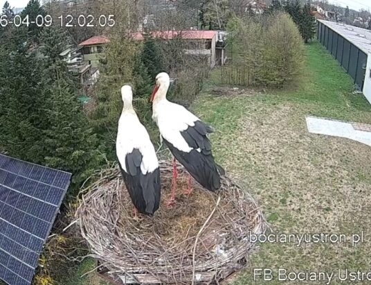 Wszyscy na to czekali. Drugi bocian już w gnieździe w Ustroniu!