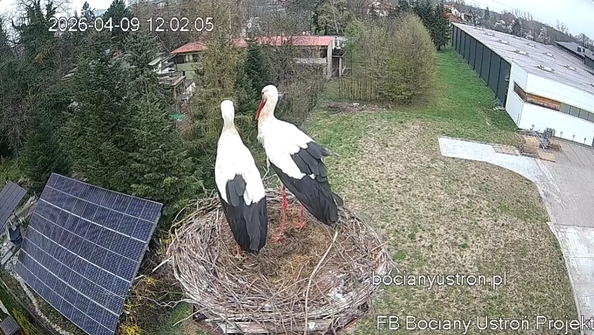 Wszyscy na to czekali. Drugi bocian już w gnieździe w Ustroniu!