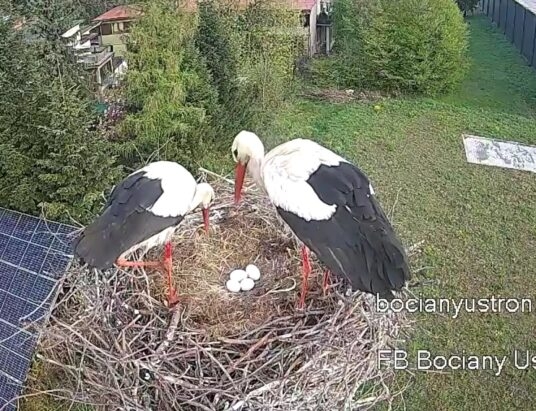 Nie tylko sielanka. W gnieździe Beskidka pojawiły się cztery jaja i zagrożenie