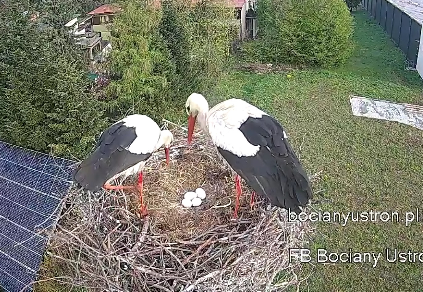 Nie tylko sielanka. W gnieździe Beskidka pojawiły się cztery jaja i zagrożenie