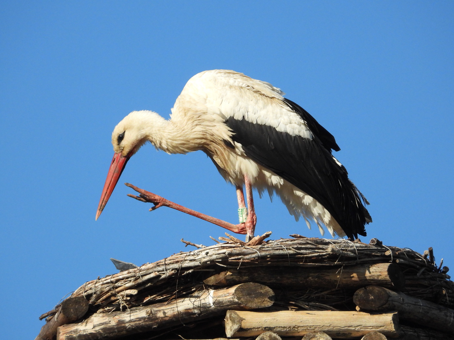 Blaski i cienie bocianiego życia | WIDEO