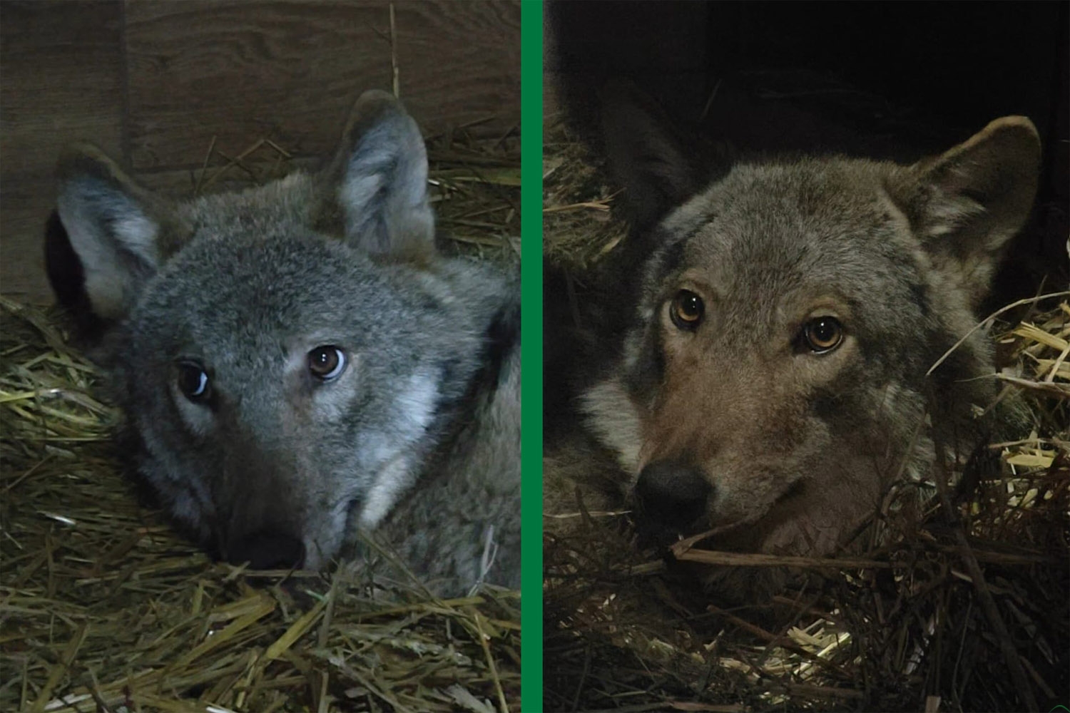 Wilk to nie bestia. W „Mysikróliku” do zdrowia dochodzą dwa „nieśmiałe” osobniki