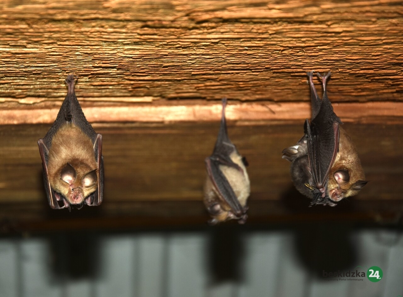 W Wapienicy wzniosą „Wieżę Nietoperzy”!