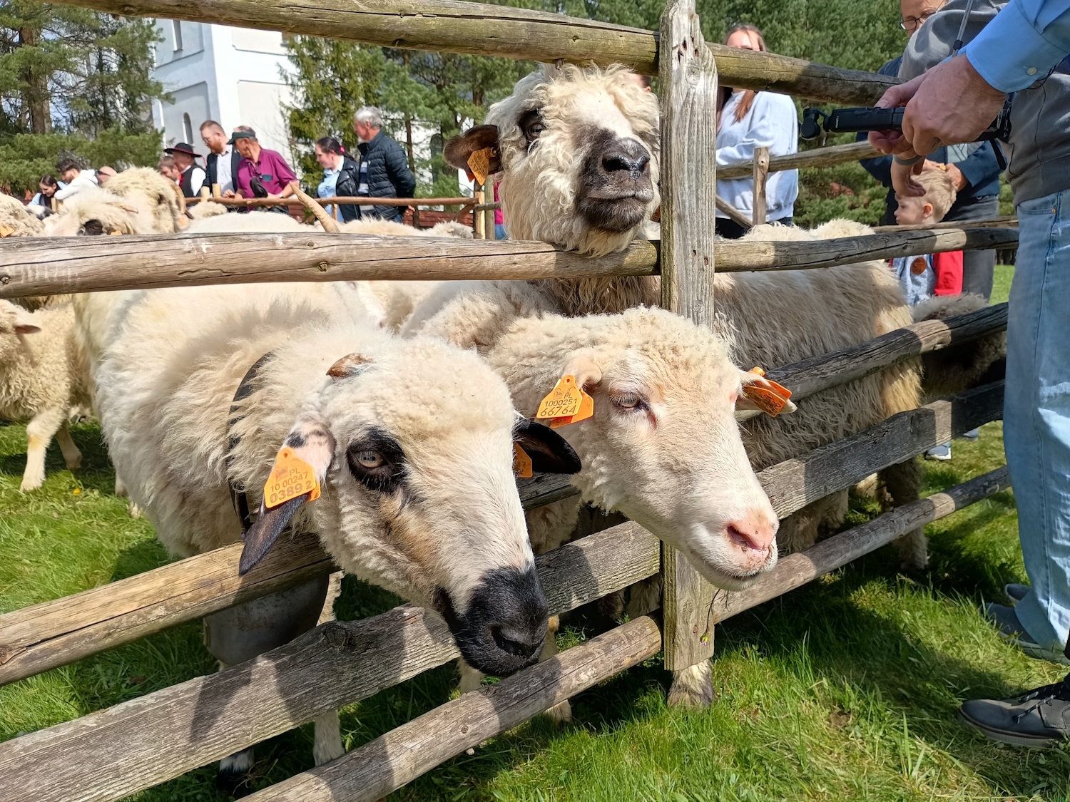 Owce, bacowie i trombity. Sezon pasterski rozpoczęty! ZDJĘCIA