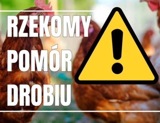 Ognisko rzekomego pomoru drobiu w Zamarskach. Alarm weterynaryjny w powiecie cieszyńskim