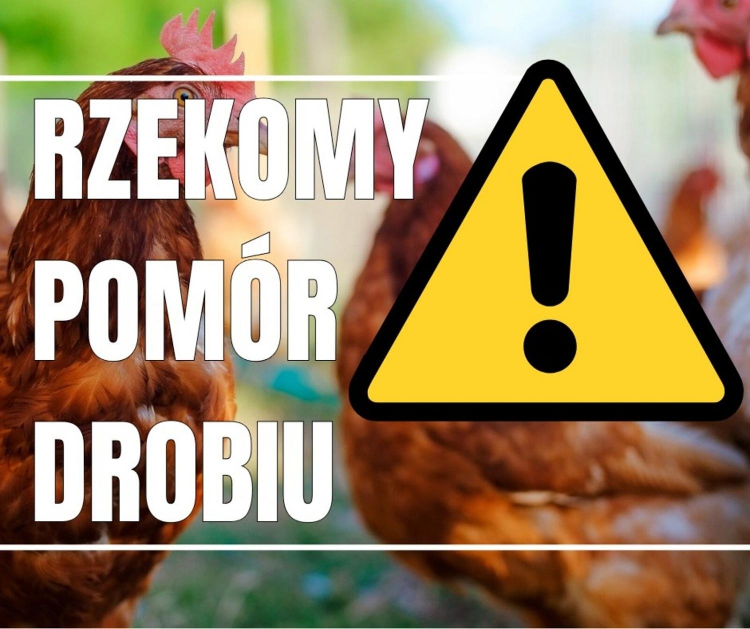 Ognisko rzekomego pomoru drobiu w Zamarskach. Alarm weterynaryjny w powiecie cieszyńskim