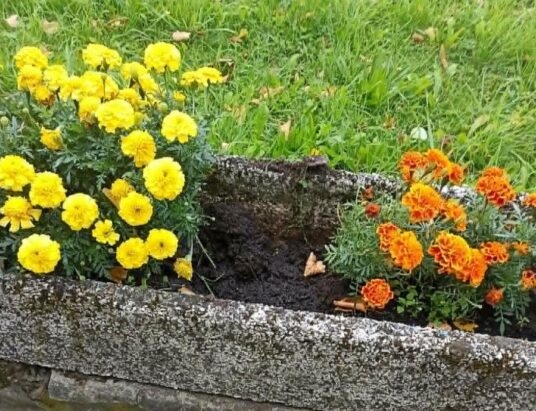 W czym wandalom przeszkadzają rabaty kwiatowe i donice w Suchej Beskidzkiej? ZDJĘCIA