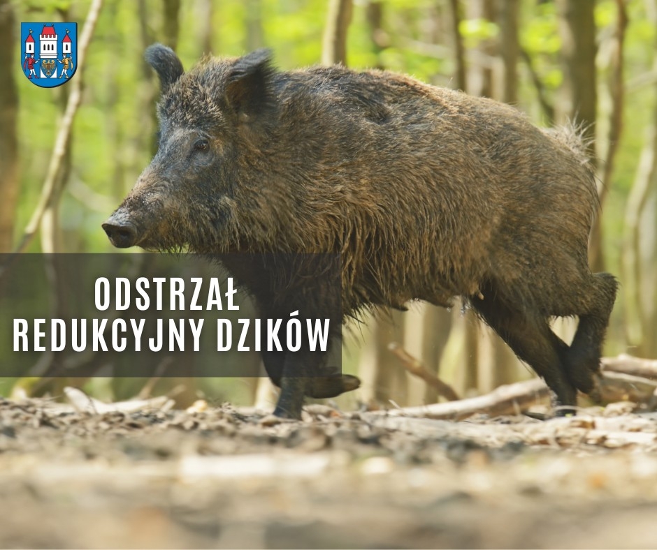 W Wiślicy walczą z dzikami. Odstrzał redukcyjny potrwa do końca czerwca