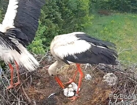 Beskidek po gigancie, przybywa piskląt – co nowego w ustrońskim gnieździe? WIDEO