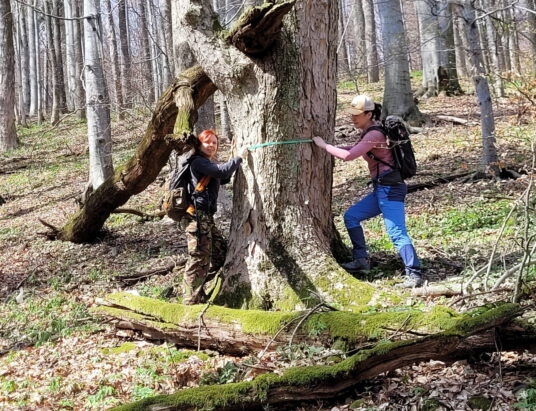Wolontariusze badają starolasy. To najcenniejsze miejsca w Bielsku i okolicach