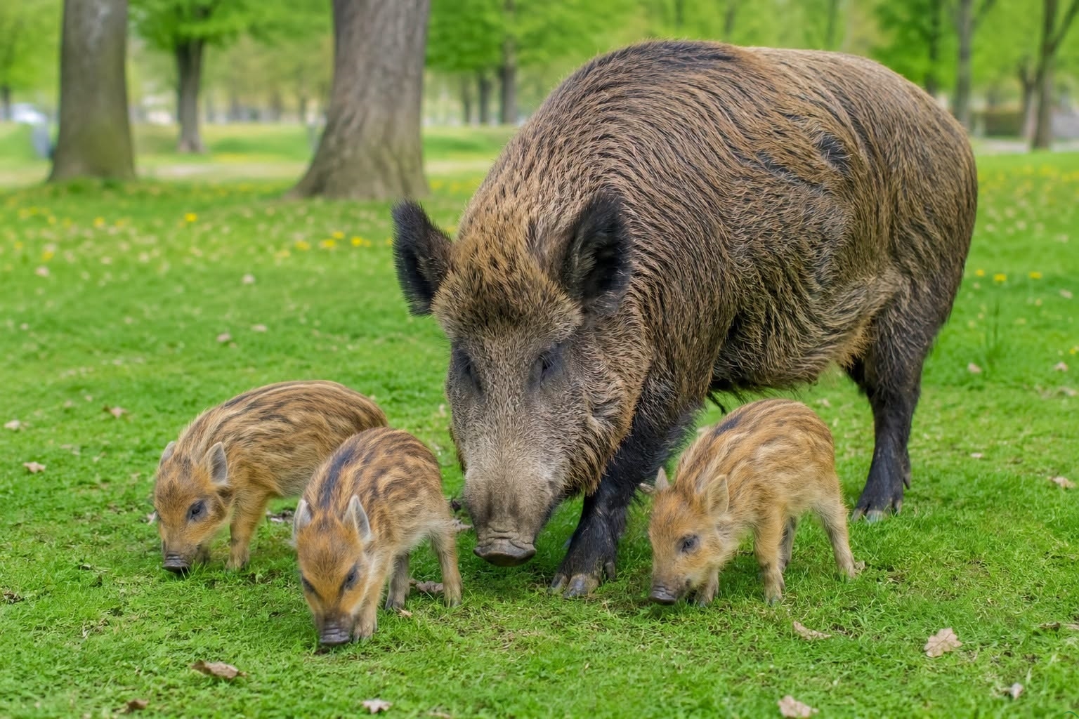 Dziki w Żywcu. Burmistrz prosi o ostrożność