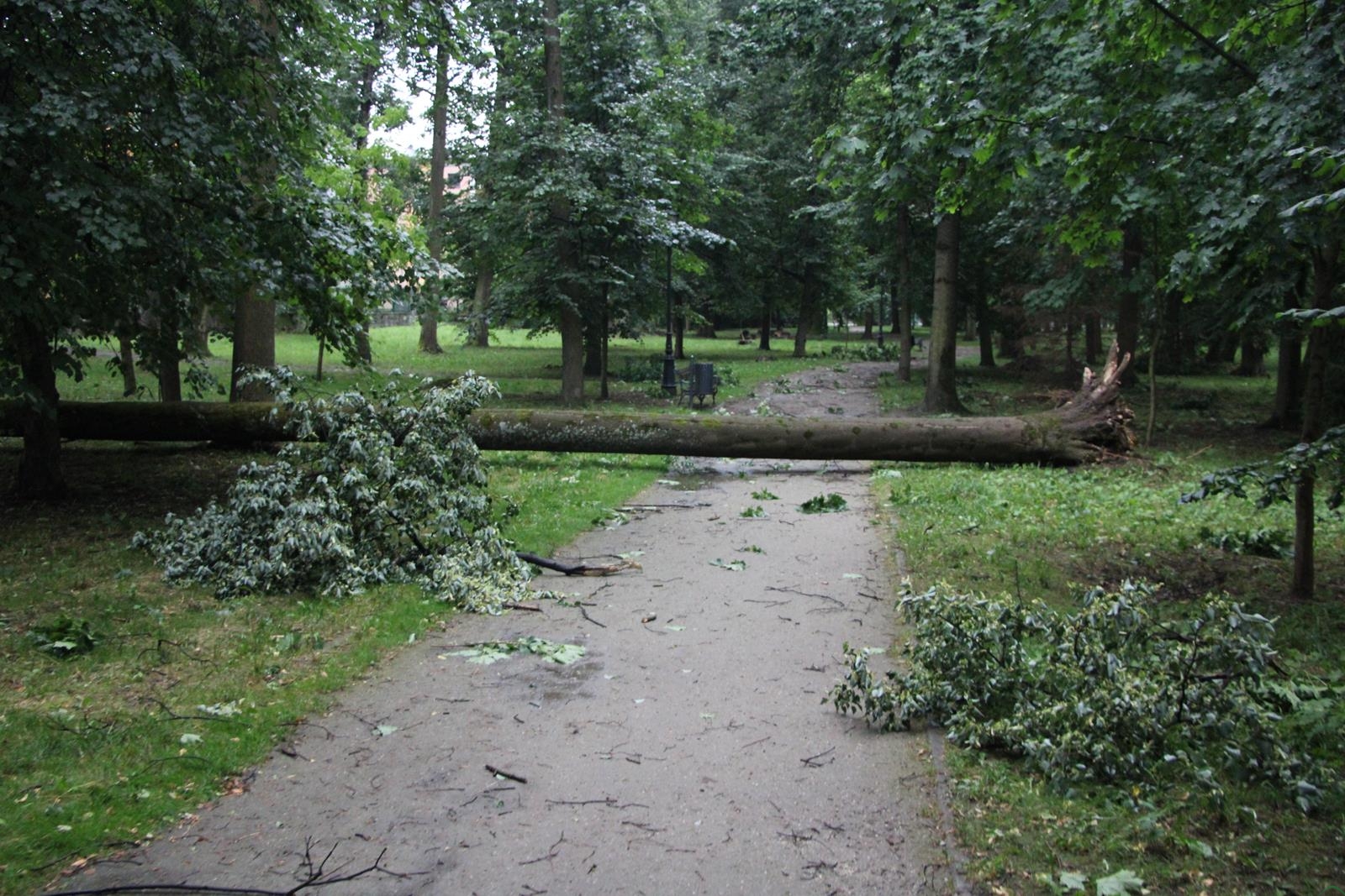 Burza nad Żywiecczyzną. Zniszczenia w parku – ZDJĘCIA