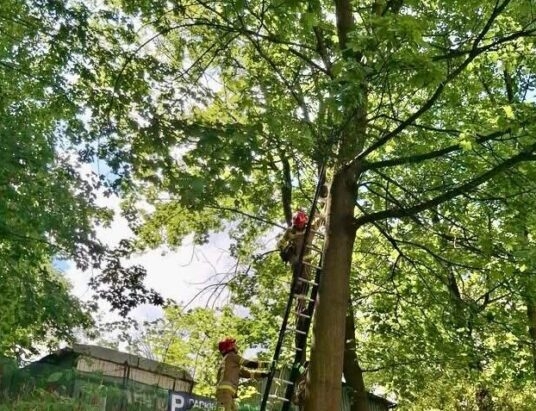 Cieszyn. Kot utknął na drzewie