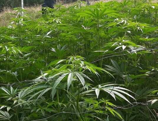 Zlikwidowali plantację marihuany