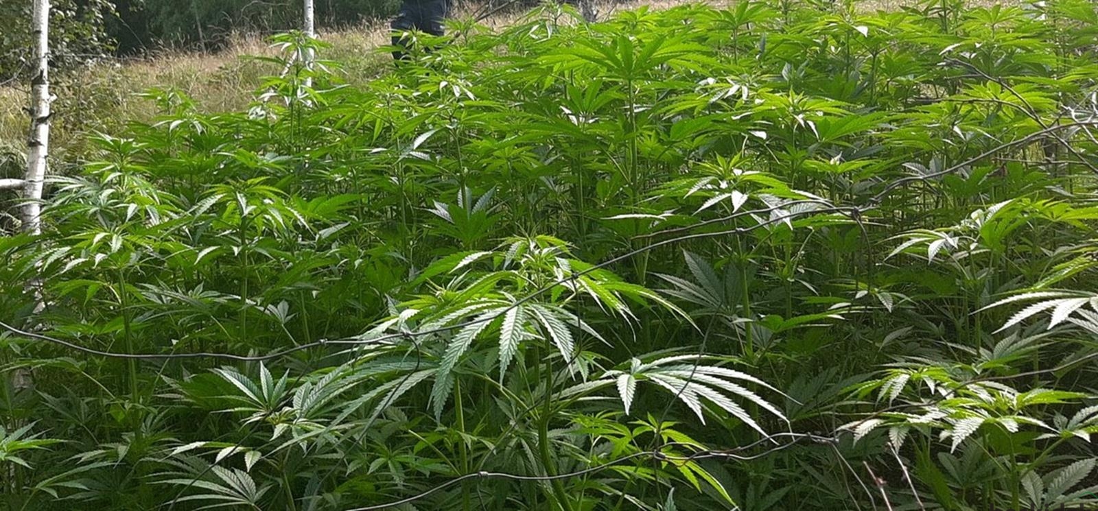 Zlikwidowali plantację marihuany