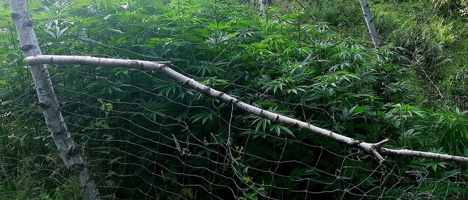 Zlikwidowali plantację marihuany