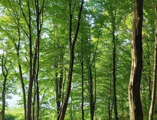Chcą ochrony Lasku św. Wita w Żywcu