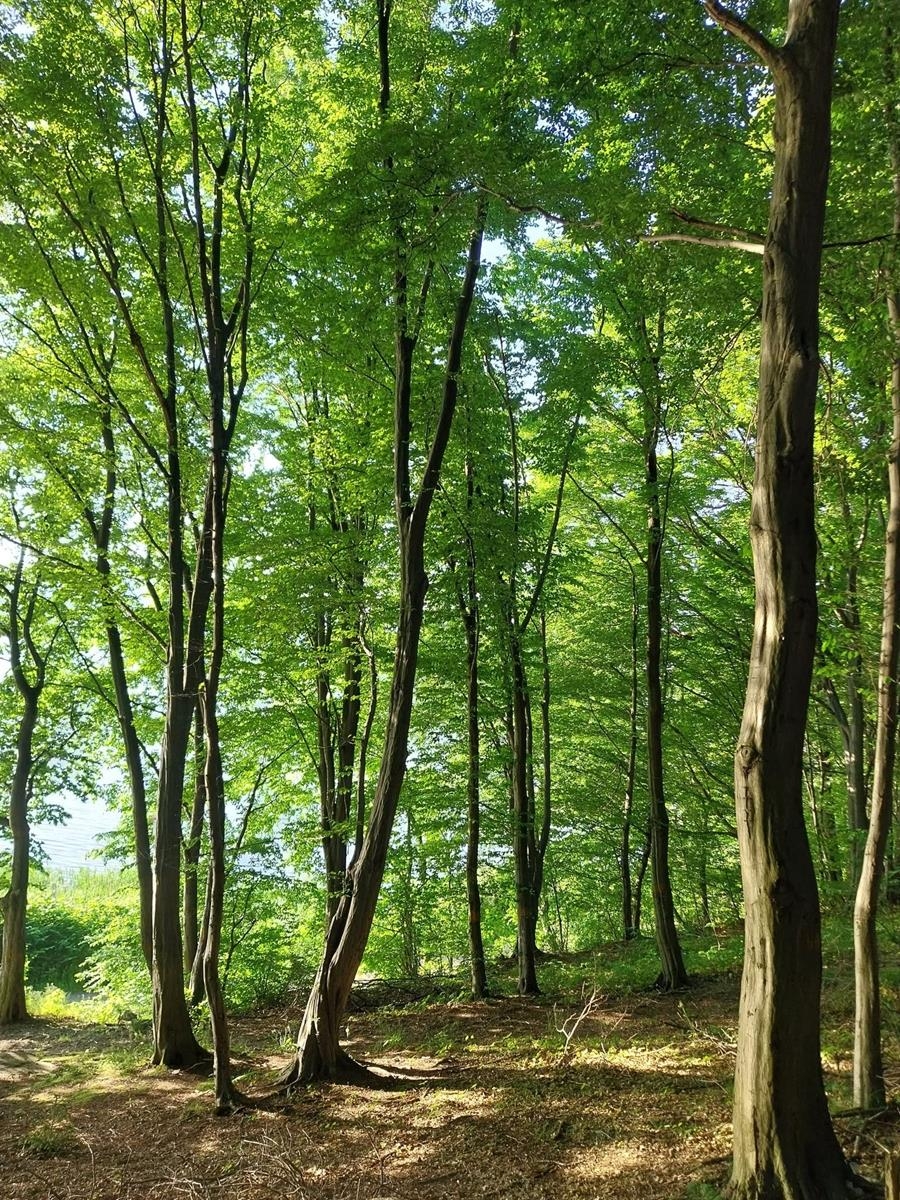 Chcą ochrony Lasku św. Wita w Żywcu