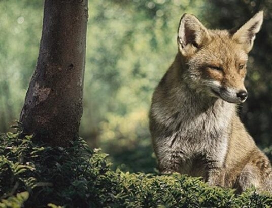 Alert RCB dla części regionu. Z samolotów będą zrzucane szczepionki