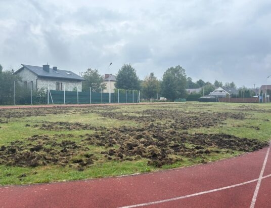Dziki zryły teren przy szkole w Buczkowicach. Gmina chce zgody na redukcję