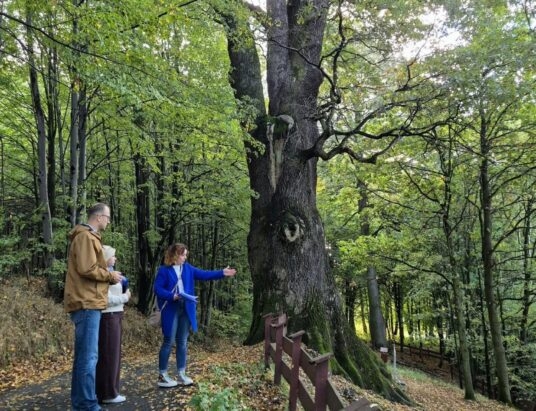 Kończyce Wielkie. Wiekowe dęby pod szczególną opieką