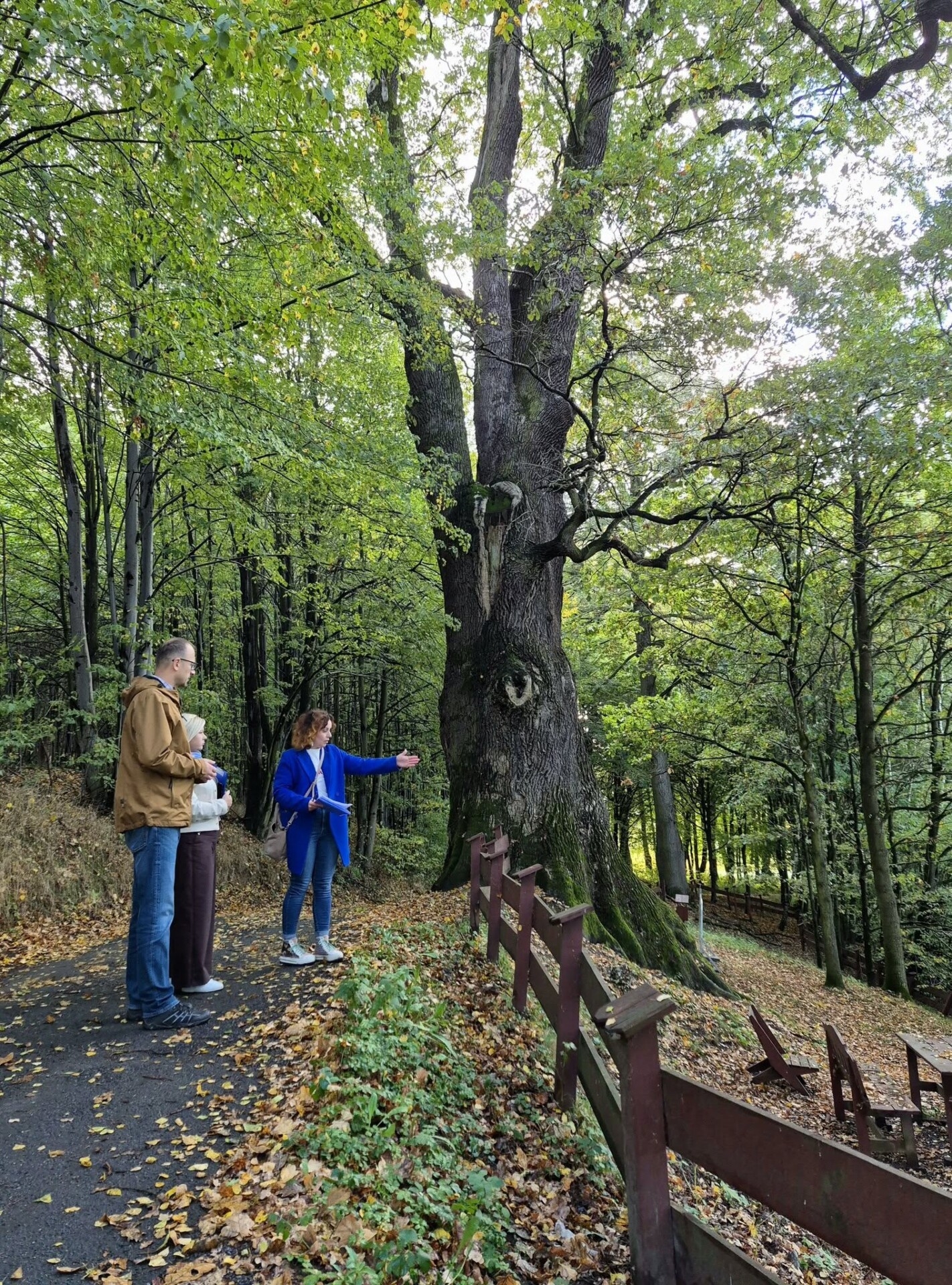 Kończyce Wielkie. Wiekowe dęby pod szczególną opieką
