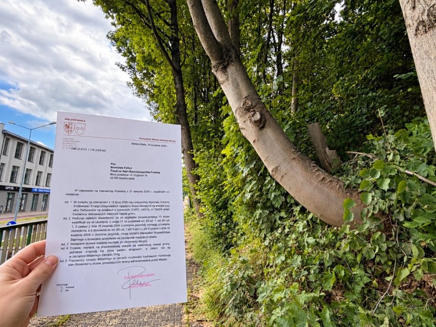 Po groźnym incydencie z lipca. 13 drzew kwalifikuje się do wycinki